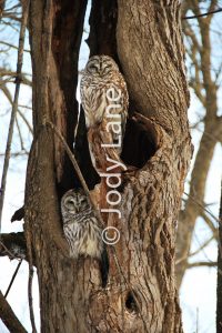 OWLS WATERMARKED